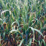 There were yellowing leaves on quite a few durum plants. The oldest plant leaves were exhibiting chlorosis and, in some instances, had died off. This was occurring all over the field, although plants in lower areas were somewhat healthier.