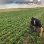 On June 26, the lentil crop was coming along nicely at Brad Barlow's farm east of Weyburn, Sask. More rains are needed, but mid-June moisture came just before it was too late.