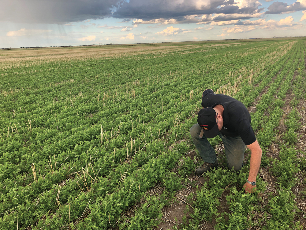 lentils at weyburn