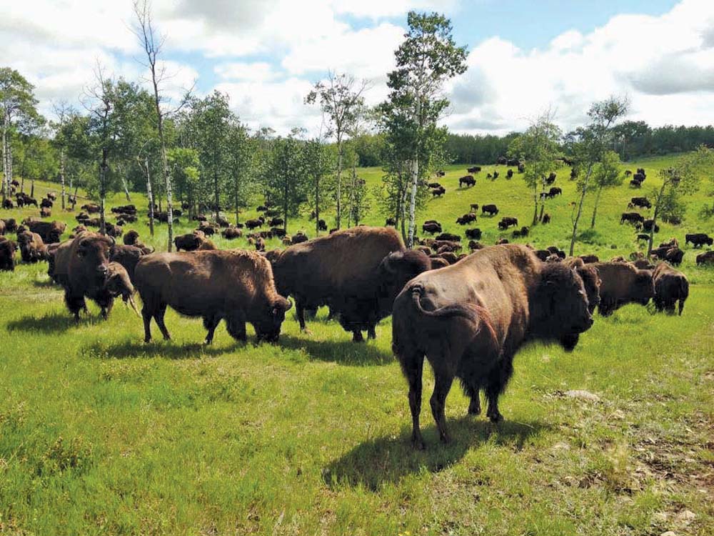 The bison are raised on the Janzen farm so are a ready source.