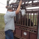 Improved design of handling equipment benefits all aspects of processing cattle.