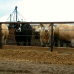 Low demand and large supplies are expected to make the early fall period a dreary time for feedlot operators.
