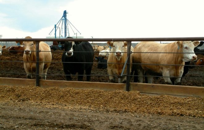 Creep Feeding Spring Calves Pays Dividends Grainews