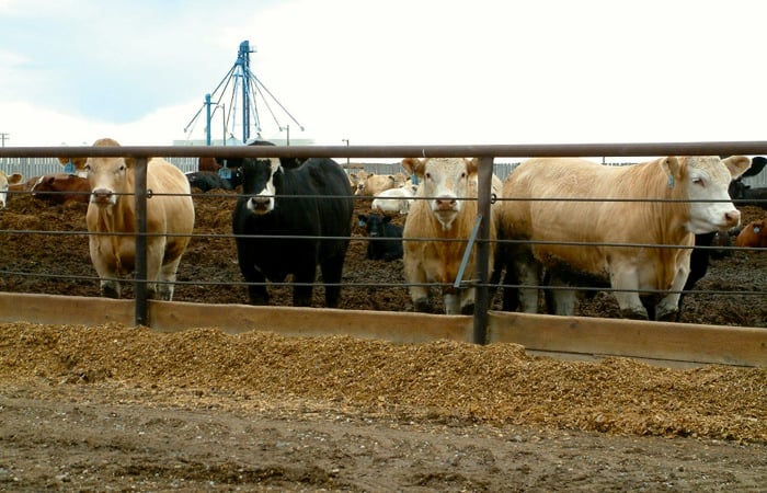Low demand and large supplies are expected to make the early fall period a dreary time for feedlot operators.