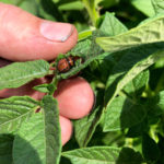 Colorado potato beetles are commonly found on Manitoba potatoes.
