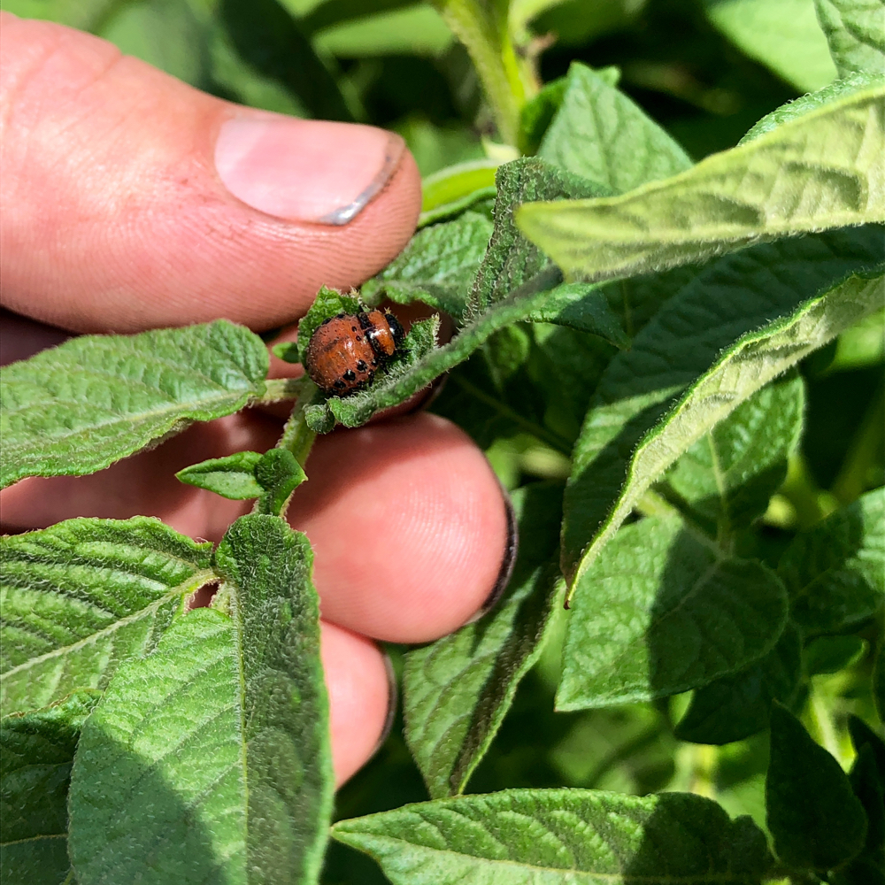Colorado potato beetles are commonly found on Manitoba potatoes.