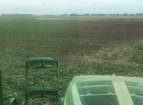 irrigated canola