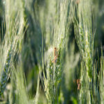 Localized flooding, strong winds, hail, lack of moisture and grasshoppers have contributed to crop damage in the province this week.