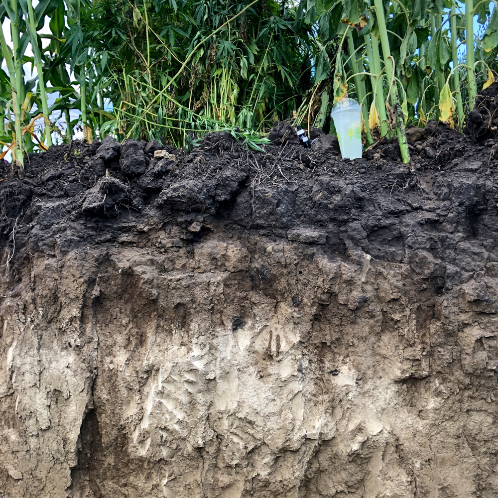 “This is a beautiful soil profile,” said AAFC agronomist Curtis Cavers about the dirt at the Carberry site.