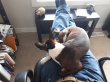 Dixie and me "working" in the office