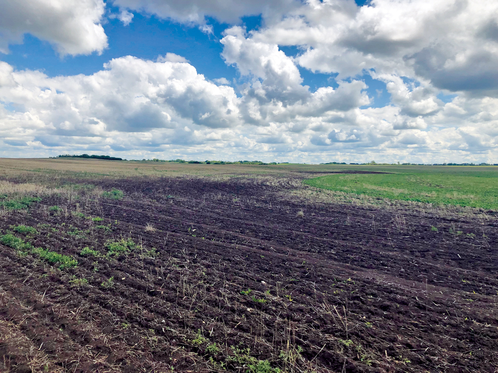 There was some spotty emergence with areas  of poor stand establishment, especially in the  low spots.