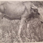This old textbook photo of a Venezuelan cow chewing a bone is an example of what cattle should not be doing to meet vitamin and mineral requirements.