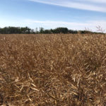 The condition of your canola at harvest is the most important factor affecting its storage.