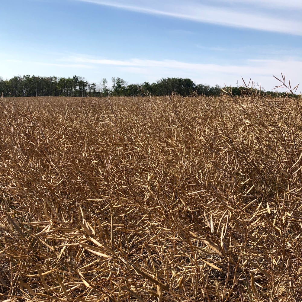 The condition of your canola at harvest is the most important factor affecting its storage.