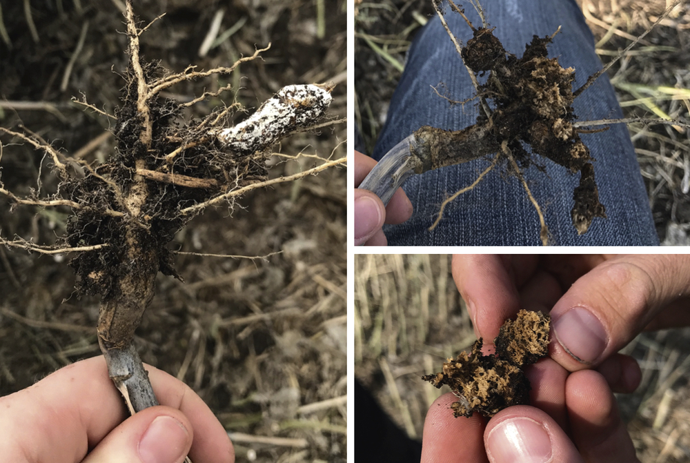 Blackleg disease incidence in the crop was medium to medium-high. However, I thought the blackleg was compounding another, larger issue in this crop. Some of the roots looked funny when we pulled the plants out of the soil, almost like there was an abundance of organic matter or extra loamy soil collecting at the roots.