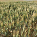 This durum wheat crop was still ripening in southeastern Saskatchewan on Aug. 4, 2019.