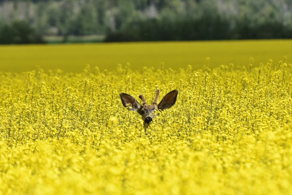 D’oh, a deer! How to protect your garden and shrubs from deer and moose
