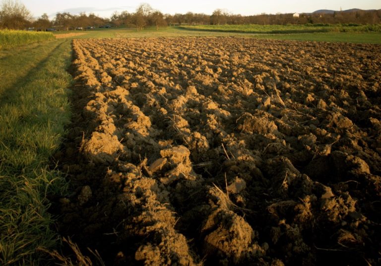 The dangers that mouldy feed poses for beef cattle