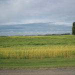 These photos, taken on August 15 just west of Edmonton, show classic copper deficiency. The field is a sandy loam soil with five to six per cent organic matter. The roadway, built about 10 years ago, has shoulders made up from deep-dug clay loam piled onto the field from the ditch. This clay loam is low in organic matter, probably one to two per cent or less, but high in available copper (see more below, including video).
