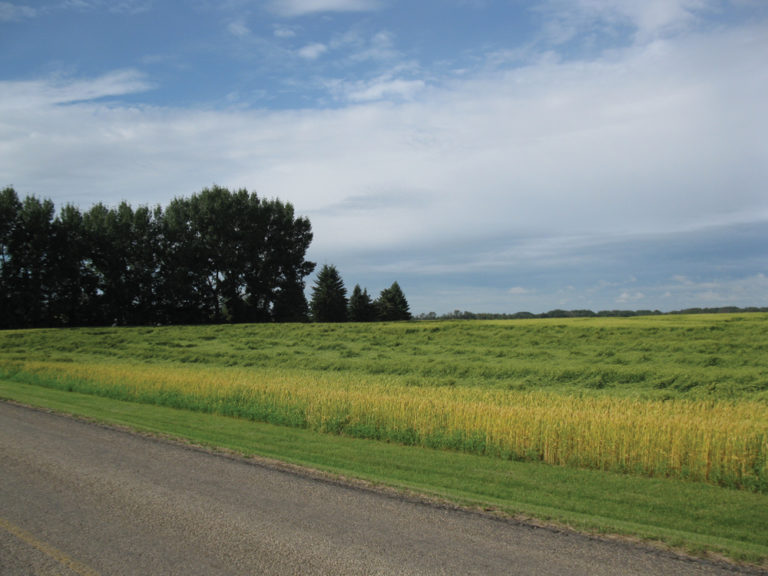 Identifying copper deficiency in wheat Grainews