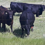 Regardless of growing condition, all grasses begin to decline in quality this time of year. A proper vitamin and mineral program helps to meet nutrient requirements.