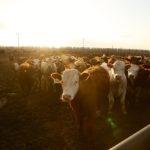Three main factors will weigh on calf prices this fall.