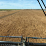During most of August, there were only a few days when the crop was ready and we had weather like this. By September 7, we were only about one-third finished harvest and it was pouring rain.