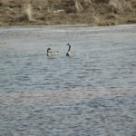 Geese: At the turn of the century all sloughs on NW22 32 3W3 were dry. The big snow of 2005 and subsequent wet years changed all that. 
The geese in the photo (taken on March 25, 2007), Maude and Jake, made an appearance each year as soon as the ice was off the big slough next to the farmyard. 
They went on to raise young in grass just east of the slough. In future years, they brought juveniles back to what they found to be a friendly spot. The south end of that quarter had many sloughs in the wet years and eventually a dozen or so geese spent the summer on that quarter.  As of September 18, 2019, all sloughs but one are bone dry and the last slough is on its last gasp. I am no longer greeted by Maude and Jake on my first spring visit to the farm. But that will all change when a wet cycle returns.