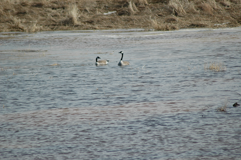 Geese: At the turn of the century all sloughs on NW22 32 3W3 were dry. The big snow of 2005 and subsequent wet years changed all that. 
The geese in the photo (taken on March 25, 2007), Maude and Jake, made an appearance each year as soon as the ice was off the big slough next to the farmyard. 
They went on to raise young in grass just east of the slough. In future years, they brought juveniles back to what they found to be a friendly spot. The south end of that quarter had many sloughs in the wet years and eventually a dozen or so geese spent the summer on that quarter.  As of September 18, 2019, all sloughs but one are bone dry and the last slough is on its last gasp. I am no longer greeted by Maude and Jake on my first spring visit to the farm. But that will all change when a wet cycle returns.