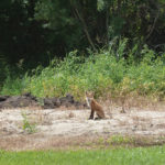 Fox: I encountered this young fox in the yard. He very kindly posed for this portrait. 
It was my great pleasure in 2014 to raise four fox pups underneath some old wood granaries that I have kept for storage. I was lucky to see a lesson from Mama fox. She had a duck in her mouth and when I appeared she dashed off into the wheat field with pups in hot pursuit — ready to get lunch.