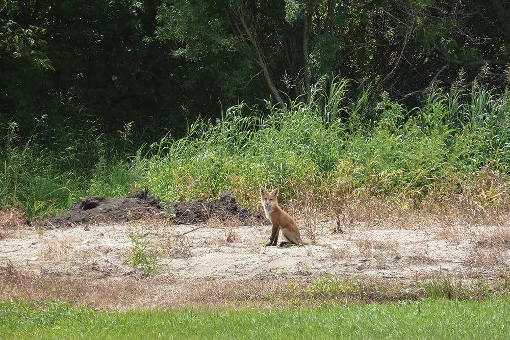 Fox: I encountered this young fox in the yard. He very kindly posed for this portrait. 
It was my great pleasure in 2014 to raise four fox pups underneath some old wood granaries that I have kept for storage. I was lucky to see a lesson from Mama fox. She had a duck in her mouth and when I appeared she dashed off into the wheat field with pups in hot pursuit — ready to get lunch.