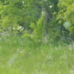 Wise old owl: This big owl was well camouflaged while perched on an old fence post. 
This spring I observed crows and owls fighting over an old crow’s nest. Owls are bigger so they should win. But they must have agreed to both move on as nothing has been in that nest. I have learned that owls make a habit of taking over existing nests. In the bird world, the big ones rule. Not much different than us I guess.