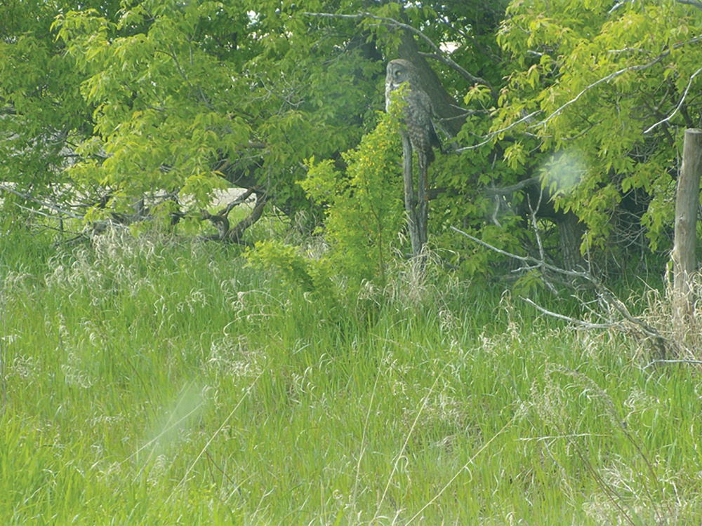 Wise old owl: This big owl was well camouflaged while perched on an old fence post. 
This spring I observed crows and owls fighting over an old crow’s nest. Owls are bigger so they should win. But they must have agreed to both move on as nothing has been in that nest. I have learned that owls make a habit of taking over existing nests. In the bird world, the big ones rule. Not much different than us I guess.