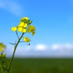 All of Fred’s canola seed was planted at a consistent three-quarter inch depth, so why the uneven emergence?
