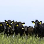 There are now many products used to reduce pain and they have been adopted by cattlemen wholeheartedly.
