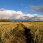 Wet field conditions have made this year's harvest exceedingly difficult for producers.