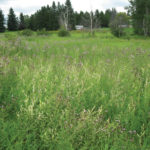 The white thistles at the roadside and in the field near Edmonton in 2019 will either be severely weakened or they will die since they have no chlorophyll.