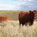 Late fall pasture may fill cows up but are they getting enough protein?