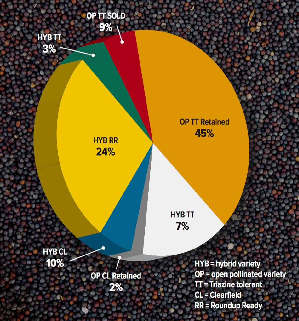 Recent Australian canola seed varieties grown. Data source: Syngenta analysis, presented in 2019.