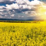 Corteva’s climate challenge program will reward farmers that advance, “innovative climate positive practices.”