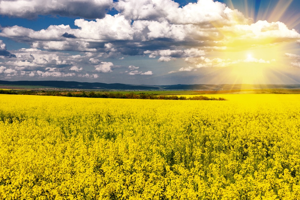 Corteva’s climate challenge program will reward farmers that advance, “innovative climate positive practices.”