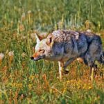 Coyotes offer a credible rodent control service every day of the year.