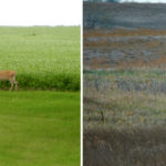 Deer and moose: Deer and moose are constant companions. Moose calves have been raised in my poplar bluffs several times. Bambi has occasionally been raised right in the farmstead shelterbelt of Manitoba maple and caragana trees. Just this summer I was met by Bambi and her mother coming out of the asparagus patch. They take a few nibbles off carrot tops, but we co-exist with few problems.
On September 30, 2010 I was lucky enough to take a photo of this bull moose in hot pursuit of a cow with calves at foot.