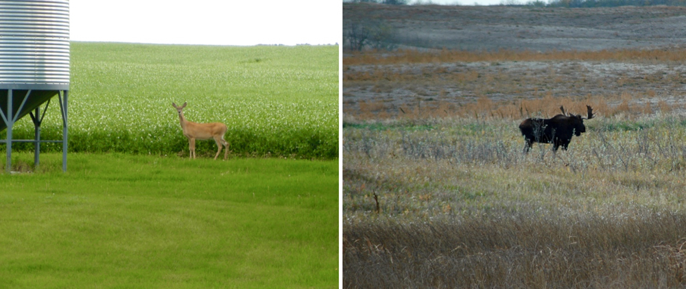 Deer and moose: Deer and moose are constant companions. Moose calves have been raised in my poplar bluffs several times. Bambi has occasionally been raised right in the farmstead shelterbelt of Manitoba maple and caragana trees. Just this summer I was met by Bambi and her mother coming out of the asparagus patch. They take a few nibbles off carrot tops, but we co-exist with few problems.
On September 30, 2010 I was lucky enough to take a photo of this bull moose in hot pursuit of a cow with calves at foot.