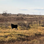 This isn’t the most majestic moose lurking around near the durum field — just the one that agreed to stand still the longest and turned up while the light was still good.