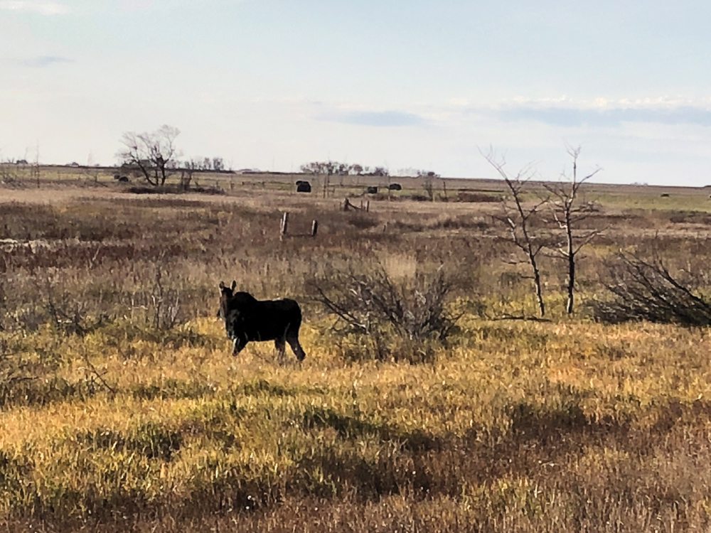 This isn’t the most majestic moose lurking around near the durum field — just the one that agreed to stand still the longest and turned up while the light was still good.