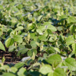 New soybean varieties for 2020