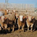 In southern Alberta, Simmental based steers weighing 510 pounds were quoted at $230 in mid-November while black heifers were valued at $195. It’s looking like feast-or-famine beef production in early 2020.