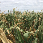 Goss’s wilt is a bacterial infection.