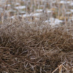 If you still have a crop in the field and only provincial crop insurance coverage, there are a couple of things you may need to consider.
